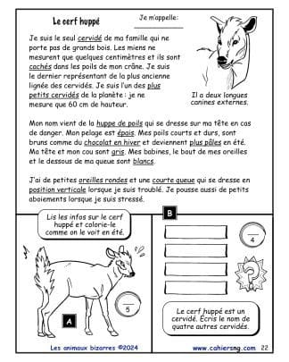 Les animaux bizarres (5e/6e années) - Le cerf huppé#1